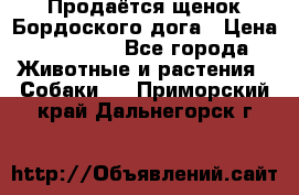 Продаётся щенок Бордоского дога › Цена ­ 37 000 - Все города Животные и растения » Собаки   . Приморский край,Дальнегорск г.